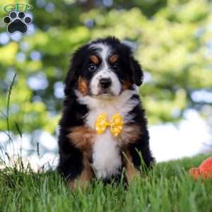 Beetle Boy, Mini Bernedoodle Puppy